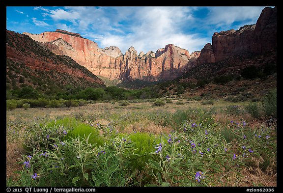 Wildflowers line up meadow under Towers of the Virgin. Zion National Park, Utah, USA.