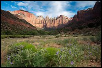 Wildflowers line up meadow under Towers of the Virgin. Zion National Park ( color)