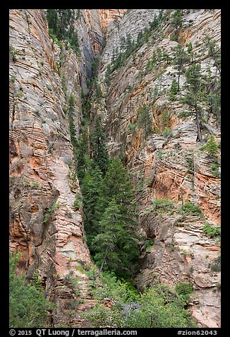 Pine forest clinging to steep cliffs. Zion National Park, Utah, USA.