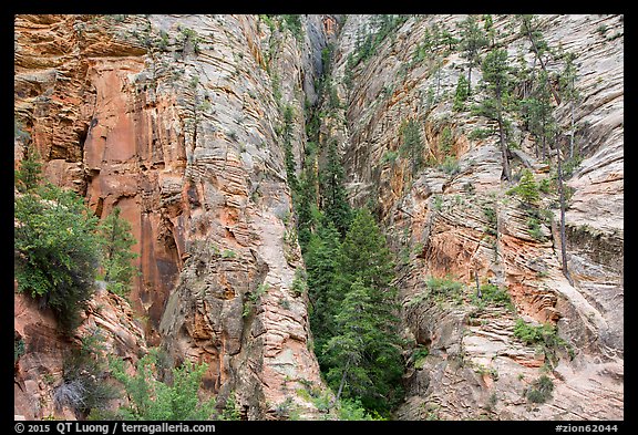 Pocket of forest on steep cliffs. Zion National Park, Utah, USA.