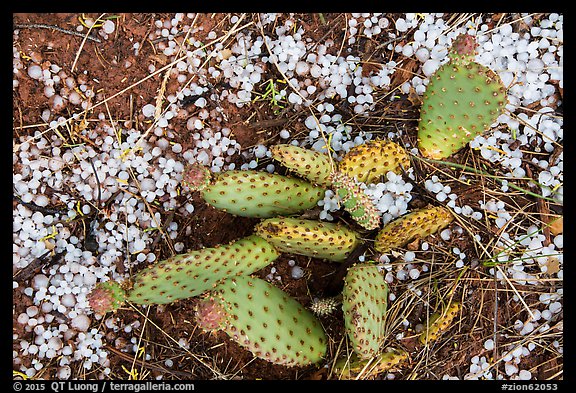 Close-up of cactus with hailstone. Zion National Park, Utah, USA.