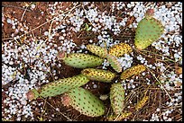 Close-up of cactus with hailstone. Zion National Park ( color)