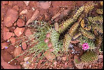 Close-up of flowering cactus, red soil, and hail. Zion National Park ( color)