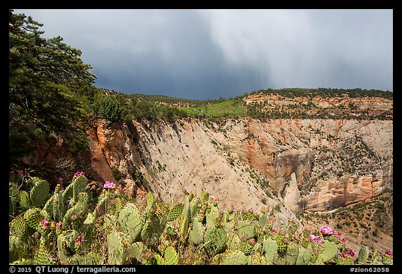 Blooming cactus and East Rim at Observation Point. Zion National Park (color)