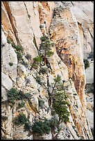 Trees and lightly colored cliffs. Zion National Park ( color)