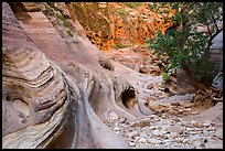 Trees and swirling rocks, Echo Canyon. Zion National Park ( color)