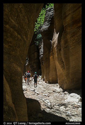 Hiking in narrow dry gorge, Orderville Canyon. Zion National Park (color)