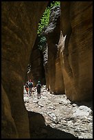 Hiking in narrow dry gorge, Orderville Canyon. Zion National Park ( color)