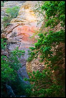 Vegetation and sandstone walls, Orderville Canyon. Zion National Park ( color)