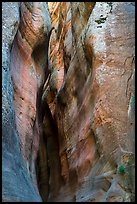Slot between canyon walls, Orderville Canyon. Zion National Park ( color)