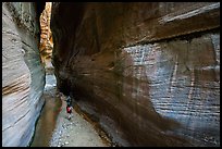Walking between tall walls, Orderville Canyon. Zion National Park ( color)