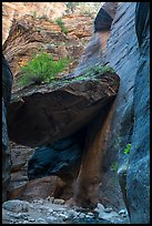 Tree growing on large jammed boulder, Orderville Canyon. Zion National Park ( color)