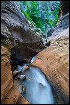 Narrow watercourse in Orderville Canyon. Zion National Park ( color)
