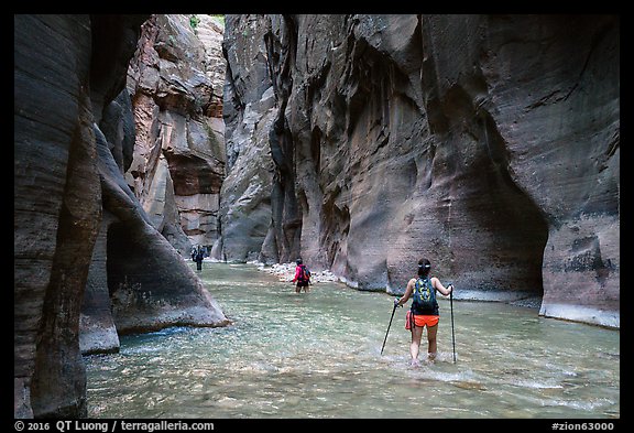 Hikers in the Narrows below Orderville Junction. Zion National Park, Utah, USA.