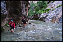 Hikers walking in the Virgin River narrows. Zion National Park ( color)