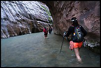 Hikers in Virgin River narrows passage without riverbank. Zion National Park ( color)