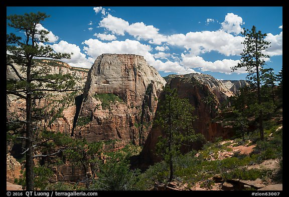 Great White Throne and Angels Landing from West Rim. Zion National Park (color)