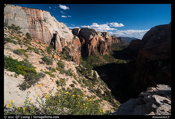 Wildflowers and Zion Canyon from Angels Landing. Zion National Park (color)