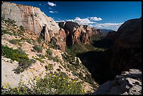 Wildflowers and Zion Canyon from Angels Landing. Zion National Park ( color)