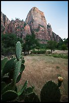 Cactus and Great White Throne. Zion National Park ( color)