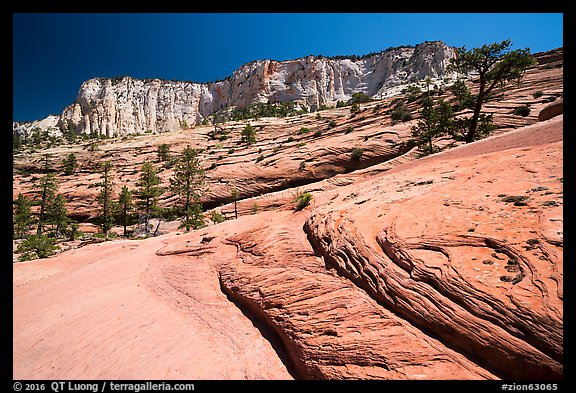 Slickrock and cliffs, Russell Gulch. Zion National Park, Utah, USA.