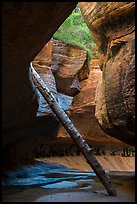 Log propped against canyon walls, Upper Subway. Zion National Park ( color)