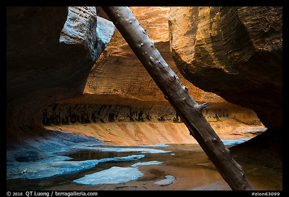 Log called North Pole and canyon chamber, Upper Subway. Zion National Park, Utah, USA.