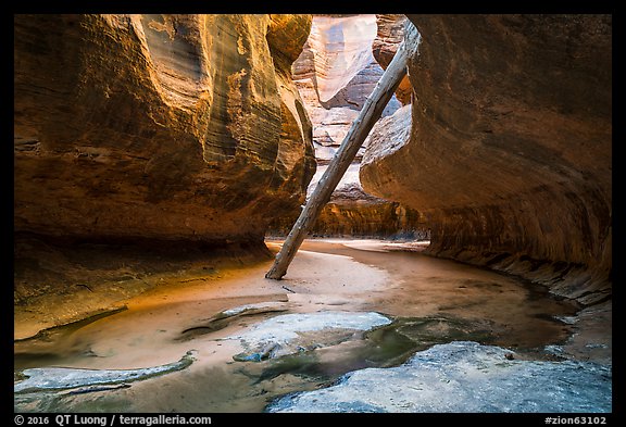 Upstream view of North Pole log. Zion National Park (color)
