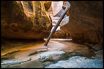Upstream view of North Pole log. Zion National Park ( color)