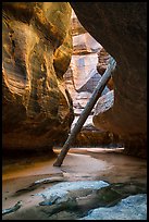 Log wedged against canyon walls. Zion National Park ( color)