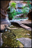 Green reflections, Upper Subway. Zion National Park ( color)