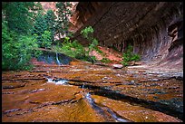 Red travertine terraces and alcove in the spring. Zion National Park ( color)