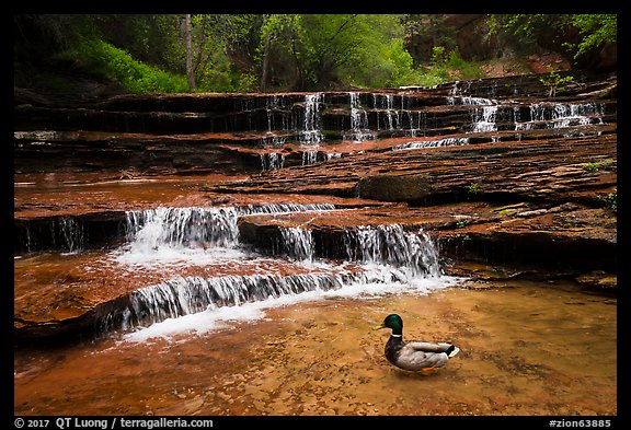 Duck and Archangel Falls. Zion National Park, Utah, USA.