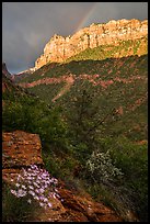 Rainbow over South Guardian Angel. Zion National Park ( color)