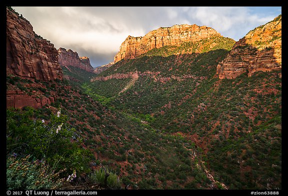 South Guardian Angel towering above Lower Left Fork. Zion National Park, Utah, USA.
