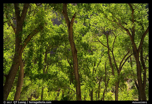 Trees in summer, the Grotto. Zion National Park (color)