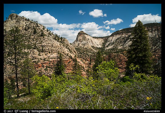 Zion Canyon rim view with vegetation and white cliffs. Zion National Park, Utah, USA.