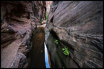 Moist environment in narrows, Behunin Canyon. Zion National Park ( color)