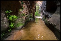 Ferns thriving in moist narrows of Behunin Canyon. Zion National Park ( color)