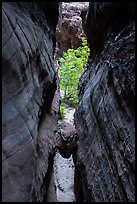 Chockstone wedged in narrows, Behunin Canyon. Zion National Park ( color)