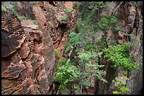 Trees and shurbs in Behunin Canyon. Zion National Park ( color)