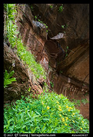 Hanging gardens in alcove near Lower Emerald Pool. Zion National Park (color)