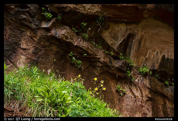 Flowers in alcove near Lower Emerald Pool. Zion National Park (color)