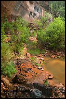 Lower Emerald Pool with drip from Middle Emerald Pool. Zion National Park ( color)