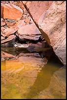Reflections, Upper Emerald Pool. Zion National Park ( color)