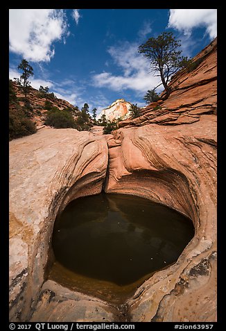 Pothole and sculptured slickrock, Zion Plateau. Zion National Park (color)