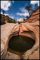 Pothole and sculptured slickrock, Zion Plateau. Zion National Park ( color)