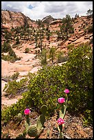 Cactus in bloom and Zion Plateau. Zion National Park ( color)