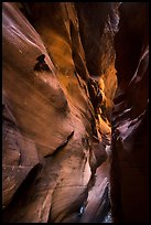 Flash-flood Sculptured slot canyon walls, Pine Creek Canyon. Zion National Park ( color)