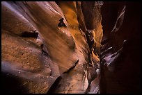 Narrow canyon walls sculptured by flash floods, Pine Creek Canyon. Zion National Park ( color)